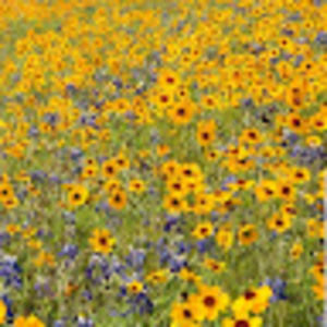 Meet your Posher, Calla